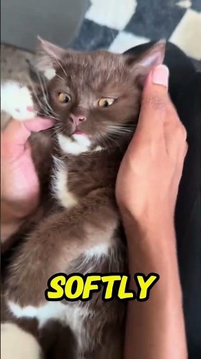 Secret Magic Buttons on Your Cat (Try This and Watch What Happens!)