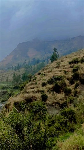 Puyca cotahuasi #huactapa #NaturalezaPeruana #viral #Cotahuasi #Puyca | Cotahuasi Producciones