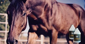 586K views · 361 reactions | All natural vitamin E is one of the core ingredients in Equine Omega Complete. Learn why your horse needs it. | Equine Omega Complete | Facebook