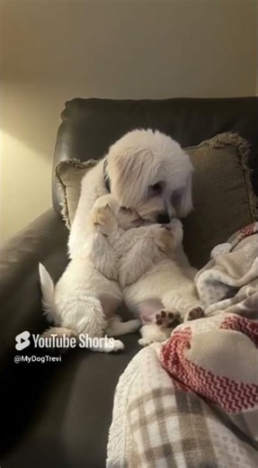 😭 UNBELIEVABLE: This Dog HUGS his Babies Like a Human! (My Heart MELTED!) 💖 #mydogtrevi