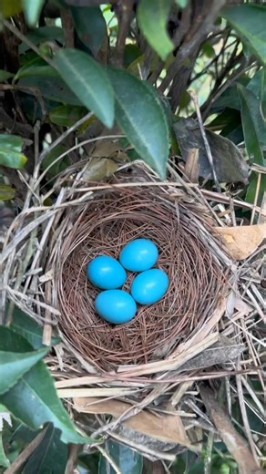 this is a story about two maina birds adoption I found this nest on my balcony with four eggs then.