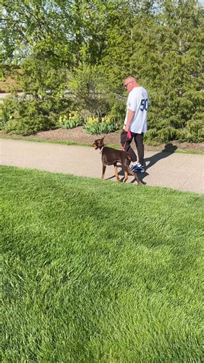 🐾 Training Tuesday Spotlight: Rachel 🐾 At just 18 months old, Rachel has already come a long way! When she first arrived at Doberman Underground, she was in rough shape—underweight, with some gut issues to tackle. But thanks to the care and patience of her foster home and vet team, she’s feeling SO much better and is now ready to take on the next chapter: training! Rachel had no prior obedience or structure, so we knew she needed a fresh start. Our trainer, Drew (@thek9expert), is helping Rach