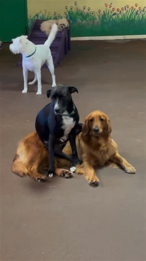 Proof that love really does stack up. Peace, paws and perfect company 🐾💕 #DaycareDogs #YDBF #YourDogsBestFriends #DogsOfDelRay #BestFriends #Love *We do not own the rights to this music | Your Dog's Best Friends