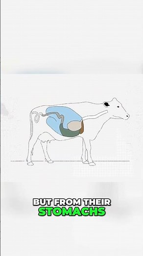 Cows & Climate Change The Surprising Truth About Methane