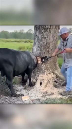 Cow Gets Her Head Stuck in a Tree Hole… Rescue Time 😳