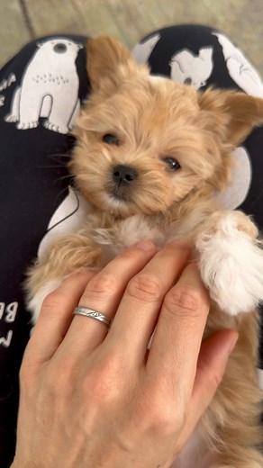 Magic moments with Maltipoo puppy AJ😇❤️🐾 #doglover #doglovers #cutnessoverload #cutepetclub #toomuchcuteness #toocute #toocuteforwords #puppy #puppylove #puppylover #reelsvideo #trendingreels #maltipoosofinstagram #maltipoos #cutestpuppy #dogs #cutestdogs #teddybearlove #teddybeardog #dogofinstagram #instadog #instadoggy #doglife #doglifeisgood #mlapets #pet #petlovers | MLA Pets - My Little Angels