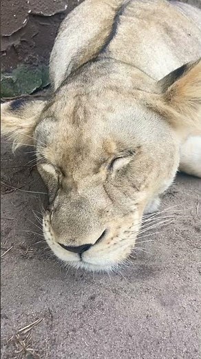 Lion SNORING! Sleepy Lioness, Beautiful