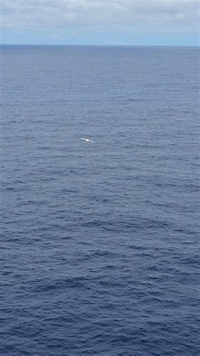 🔭 Field Notes – Masked Booby Species: Masked Booby (Sula dactylatra) Location: Coral Sea Identification 🪶 Large seabird, the biggest of the booby species. Striking white body plumage with contrasting black wings and tail feathers. Distinct black mask across the face, extending around the eyes and bill base. Bill is long, pointed, and yellowish. Strong, direct flight with steady wingbeats and occasional glides. 🪽Behavior Observed Likely engaged in soaring over open ocean in search of fish and 