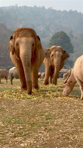 33K views · 2.1K reactions | Coexistence at Elephant Nature Park ...
