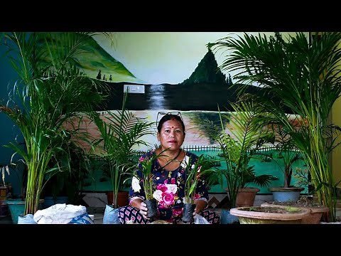 Palm Plant Care Indoor in Nepali I Palm Tree Potting Soil Mix I Gardening tips in Nepali