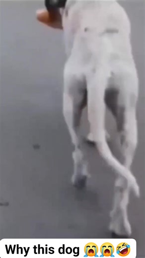 231K views · 2.2K reactions | Why doing like this 藍 #reelschallenge #vidioviral #dog #doglife #Advertising #fighter #bingo #kenya #OMG #MusicIcon #socialmediamarketing #Halloween #boxing | Peter Nash | Facebook