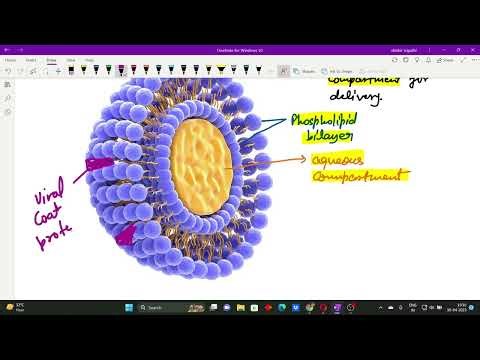 Gene Transfer in Animal Cells, Expression Vector