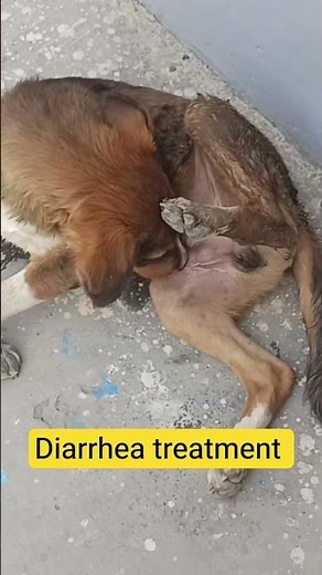Diarrhea treatment #diarrhea #diarrheatreatment