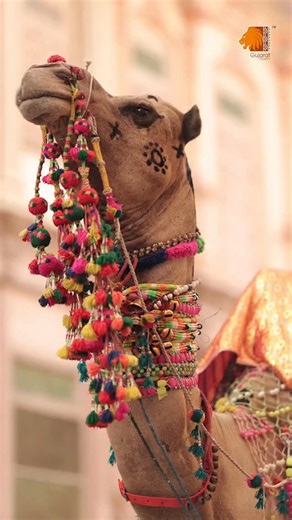 The Miss India finalists shared that Gujarat isn’t just cool, it’s truly iconic. With fun facts, rich heritage and unique experiences at every corner, the state leaves a lasting impression. Come explore and create your own story. #GujaratTourism #DiscoverGujarat #IncredibleIndia #ExploreGujarat #MissIndia #GorgeousGujarat | Gujarat Tourism