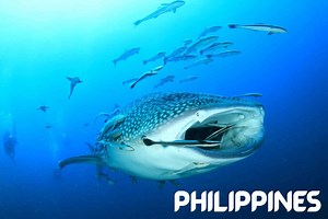 Five best places to find Big Fish in the Philippines | Scubaverse