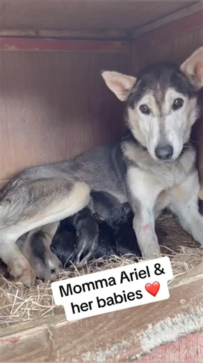 Help us welcome the newest additions to our Dallas Seavey Racing family! 🐶Congratulations & and a huge thank you to Mama Ariel. She has given birth to some beautiful puppies. ❤️ #alaska #sleddogs #alaskanhuskies #puppylove | Dallas Seavey