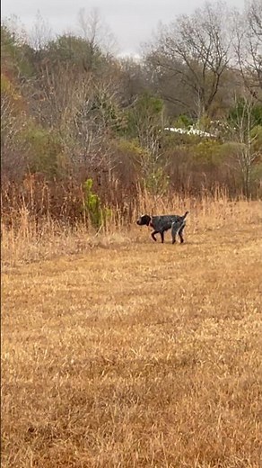 Hunting German wirehaired pointer locks up on quail