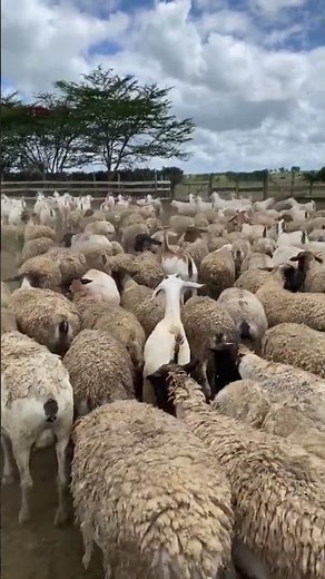 Dorper sheep are very adaptable to various climates
