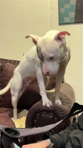 Nobody can replace her dad ❤️ puppy love #staffie #bigbaby #rosiegirl #fyp