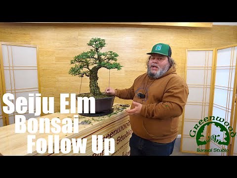 Deciduous Bonsai Improvement - Revisiting The Seiju Elm - Greenwood Bonsai Studio