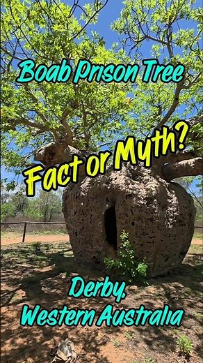 Boab Prison Tree - Fact or Myth? Derby, W.A.