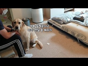 엄마만 오는줄 알고 사고쳤는데 생각지못한 서열 1위의 등장으로 대혼란 온 리트리버ㅋㅋ