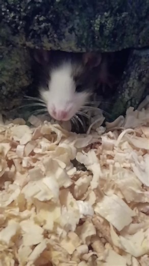 Good Morning with My Adorable Possum Pet!