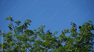 Calm soothing slow motion footage of crows in flight at tree under blue sky