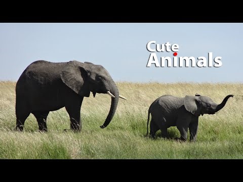 Sound of elephant, dog, horse, lion, sheep, rhino, swan and other cute animal