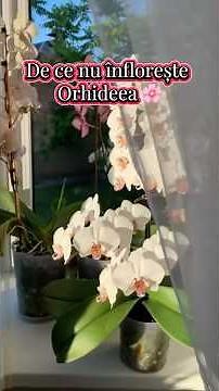 Why won't your orchid bloom? #plantroom #orchid