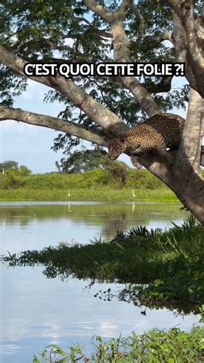 350K views · 2.8K reactions | Virgule Animale on Reels | Facebook