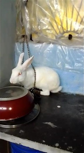 Vutu is very naughty 😜 #rabbit #bunny