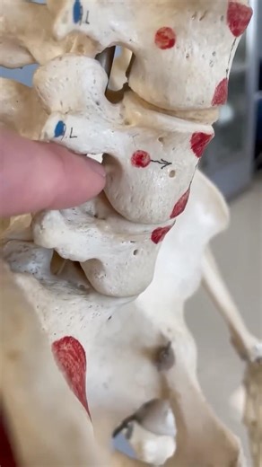 Nerves Spinal Cord se kaise baat karti hain? #shorts