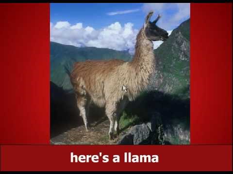 Llama song original