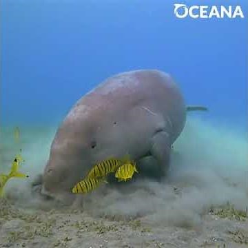 What Is The Difference Between A West Indian Manatee And A Dugong?