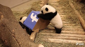 373K views · 8.1K reactions | Watch as Jia Panpan and Jia Yueyue have some fun with their Facebook inspired animal enrichment as we celebrate reaching over 100,000 fans! It is no easy feat taking still pictures of this duo... | The Toronto Zoo | Facebook
