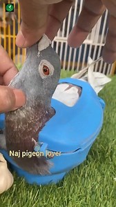 Kabootar ka cold treatment #reels #pigeon #fb #kabutar #short #viral #trending #animals #foryouシ | Nayem Hossain