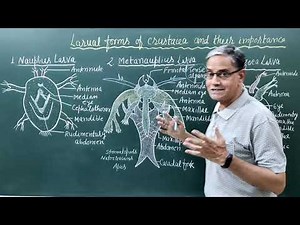 Larval forms of crustacea and their importance