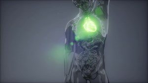 Human Heart Radiology Exam