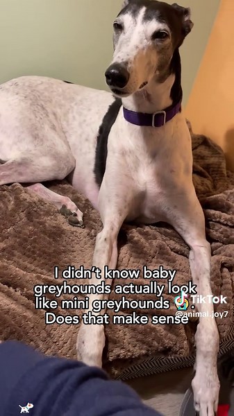 Life on an Italian greyhound.#greyhound #fyp #dog #dogsoftiktok #funny | grey hound