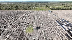 Deforestation and clearing of forested land on plantation