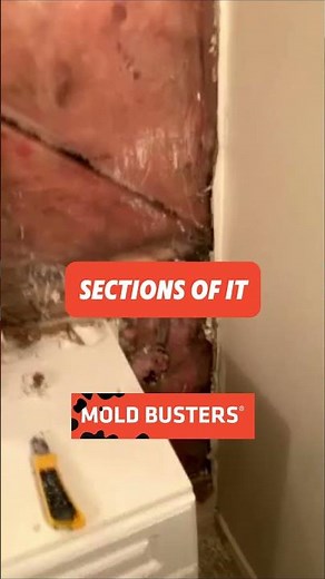 Mold On Insulation FREE Virtual Inspection