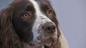 Can dogs detect prostate cancer?