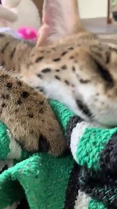 6.2K views · 353 reactions | Sound up for serval purrs! And listen to this – these cats have the biggest ears of all cat species relative to their size. If our ears were in the same proportion to our heads as servals, they’d be as big as dinner plates!  (: zookeeper Kelly) | Fort Worth Zoo | Facebook
