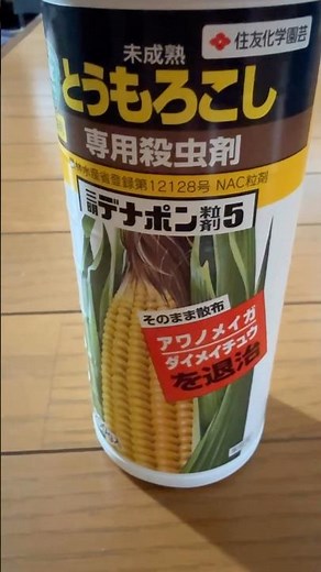 とうもろこし🌽の害虫対策🐛2026-5-15#とうもろこしの育て方 #野菜の育て方 #家庭菜園 #デナポン