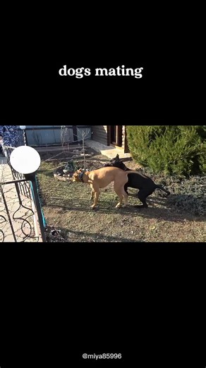 Understanding the Dog Breeding Process for Pet Owners