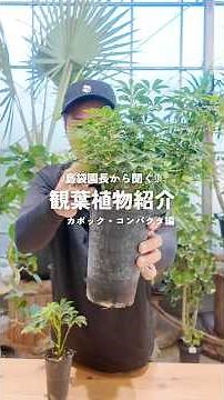 [Listen to the producers] Introducing ornamental plants: Kapok and Compacta