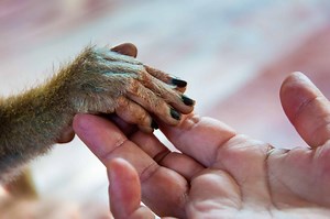 Animals with Unique Opposable Thumbs