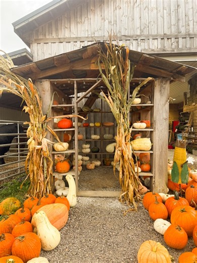 🎃 The Pumpkin Patch is calling! 🍂✨ This family-operated farm is the perfect spot to take in the fall season with pumpkins of every shape and size, wagon rides, animal friends, fun photo ops, a corn maze, and more! 🌽🐄 📍13200 Chip Ridge Rd, Abingdon, VA 📅 Open Sept. 20–Oct. 31 on Fri. 5 PM – 9 PM | Sat. 10 AM –9 PM | Sun. 1 PM –6 PM After the farm, keep the fall festivities going in Abingdon: stroll downtown shops, grab a pumpkin-themed treat on Main Street, and take in the mountain views al