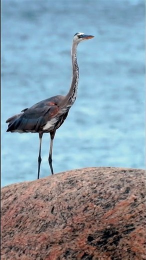 Great Blue Heron by the River!